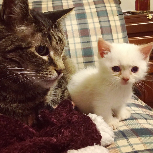 Munchkin Kittens for sale Near Me in USA