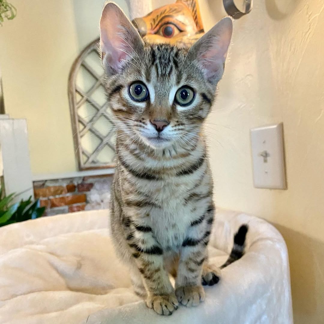 Bengal Kitten for sale Near Me