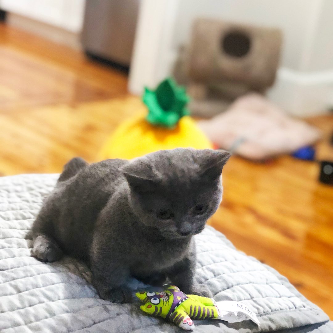 Munchkin Kittens for sale Near Me in USA