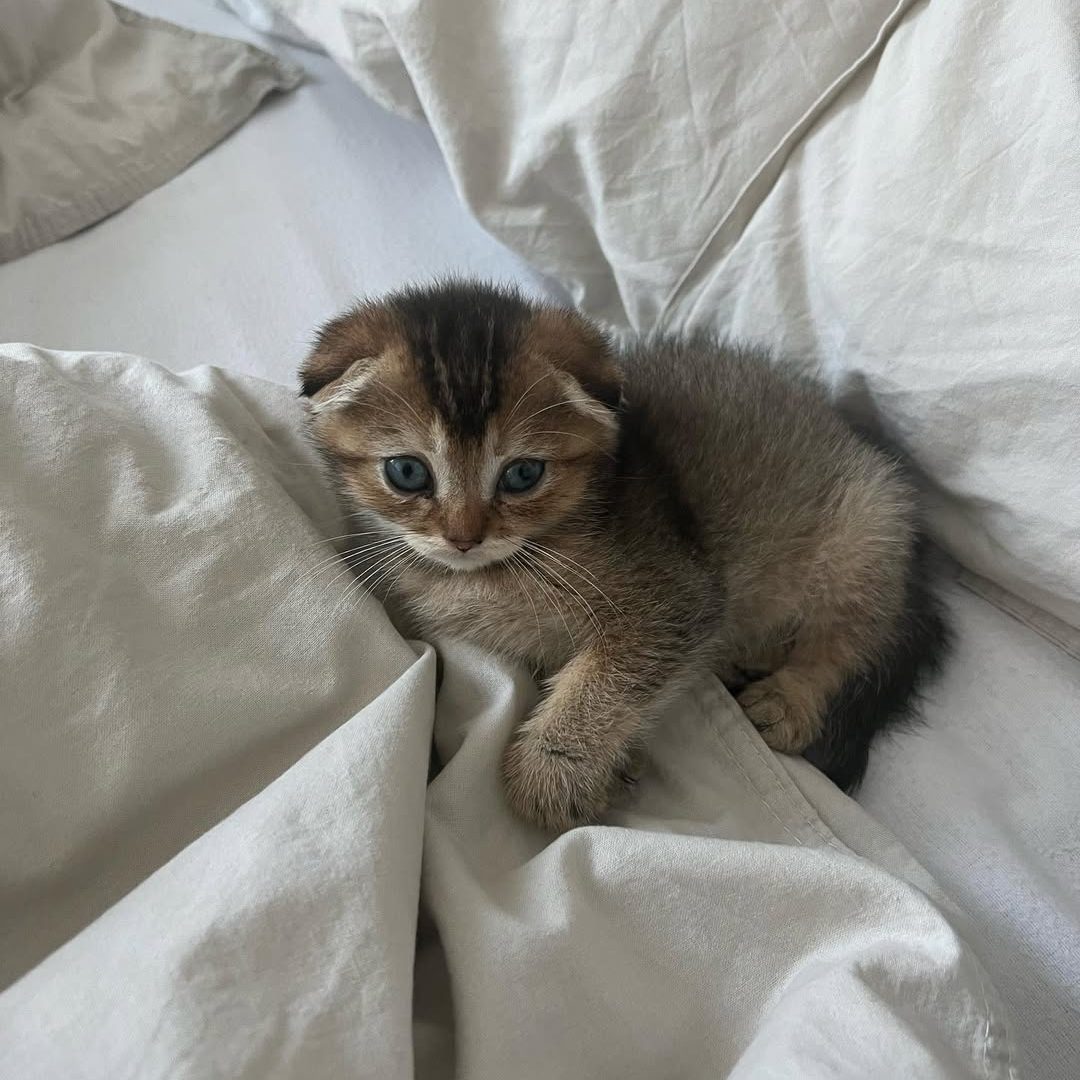 Scottish Fold Kittens Near Me