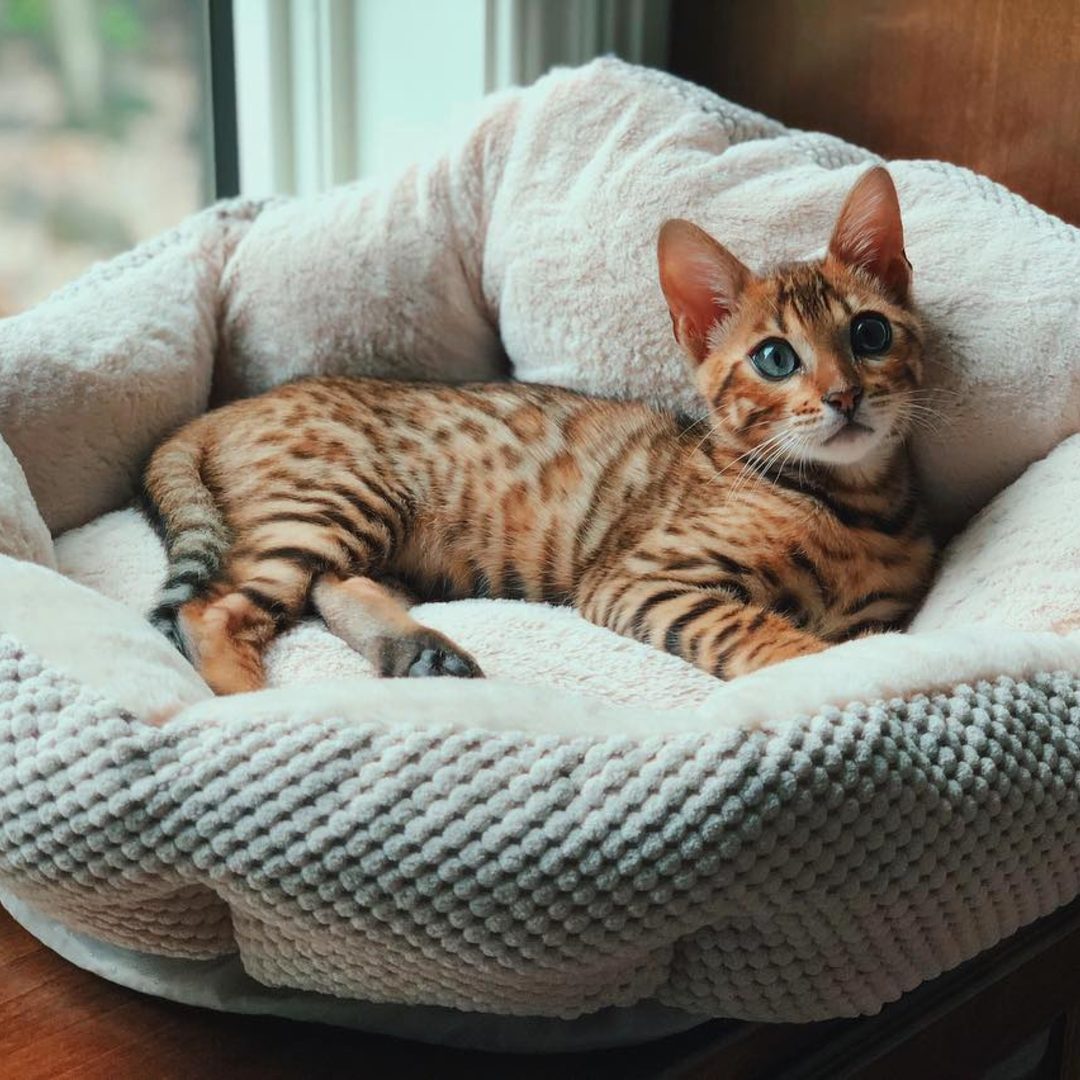 Bengal Kitten for sale Near Me