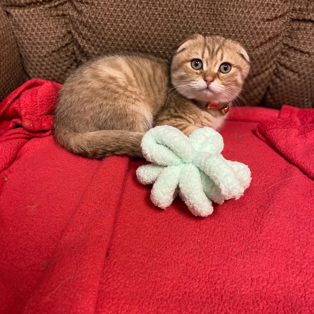 Scottish Fold Kittens Near Me