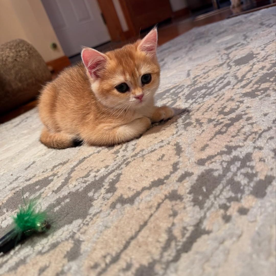 Munchkin Kittens for sale Near Me