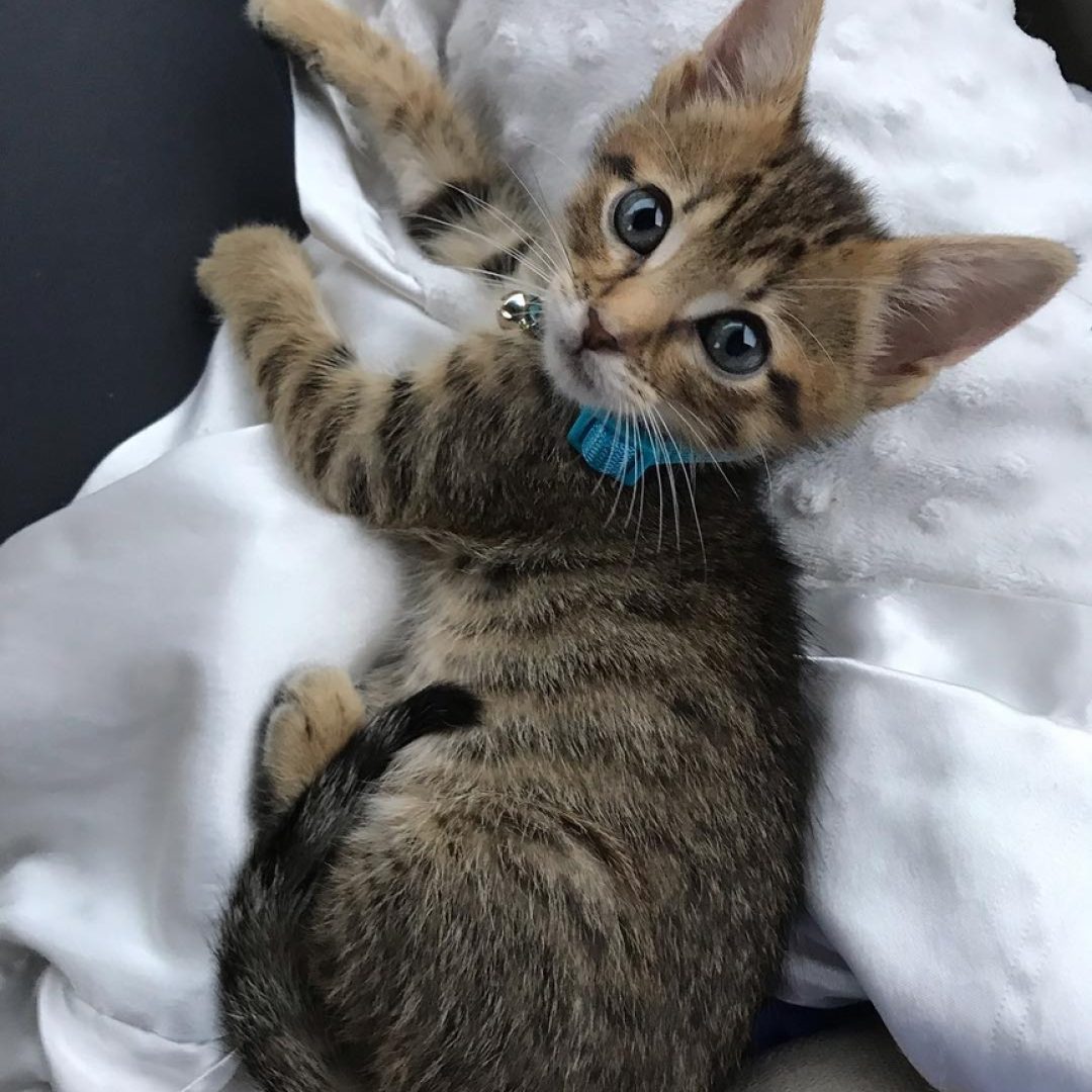 Bengal Kitten for sale Near Me