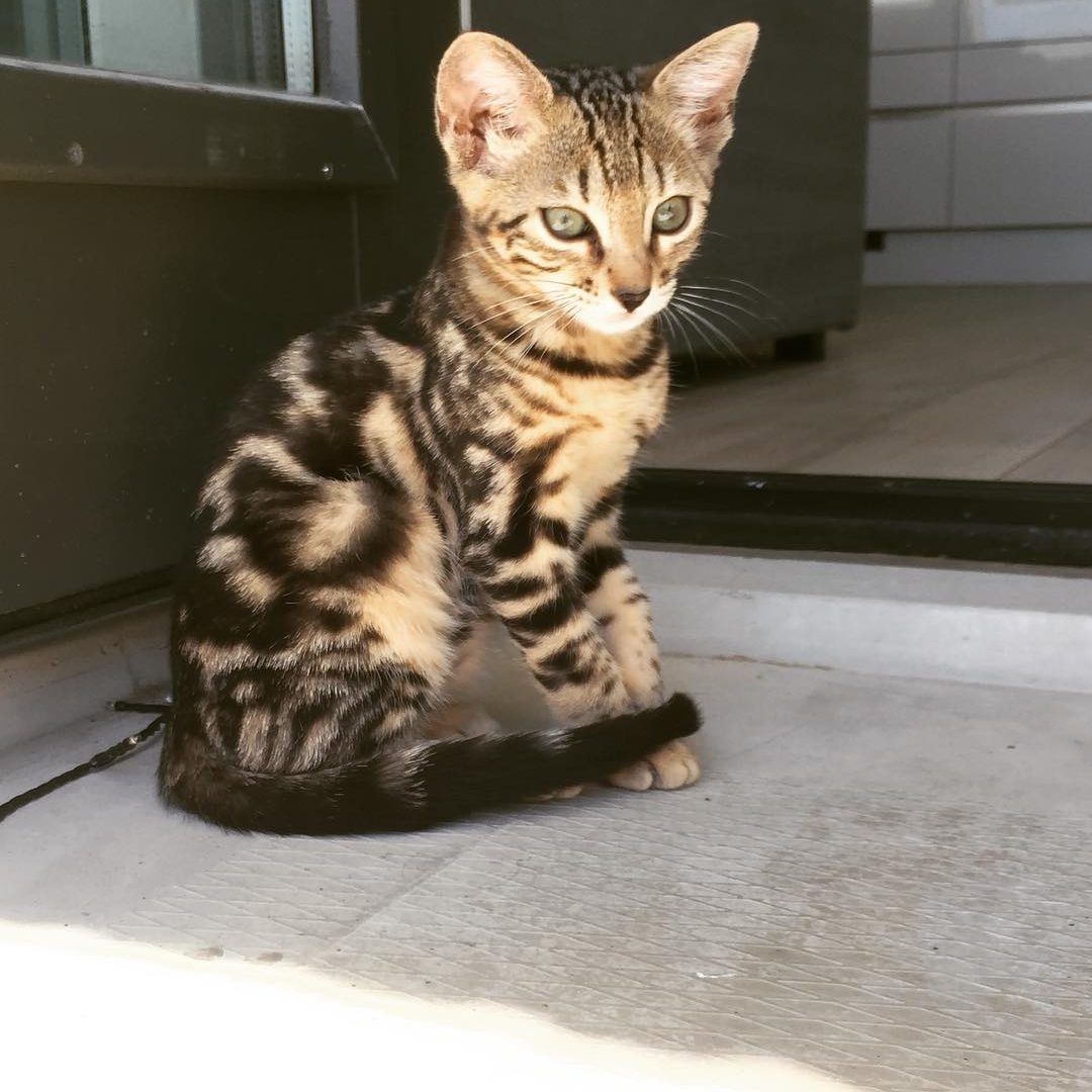 Bengal Kitten for sale Near Me