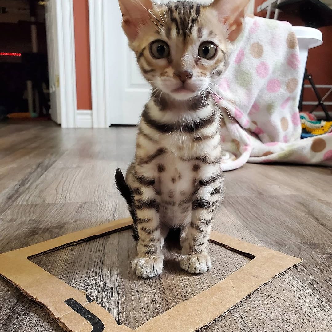 Willow Male